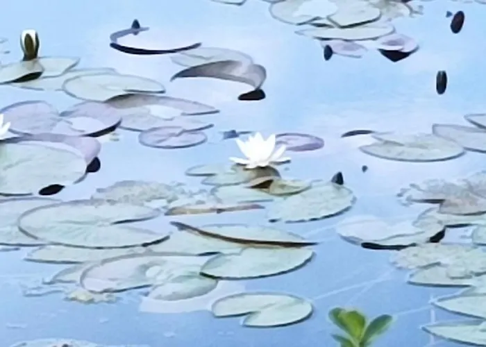 Le Apartment Querce (Florence)